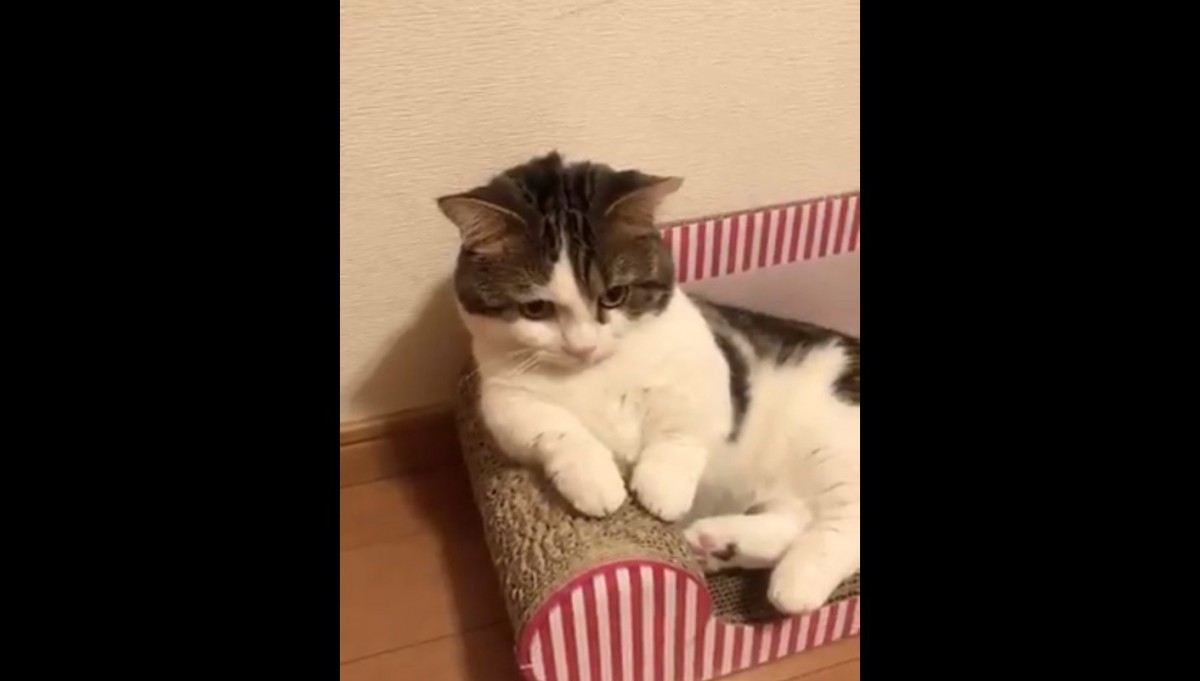 やべ、動画撮られてた！急に猫らしくする『プロ意識の高い猫さん』が話題