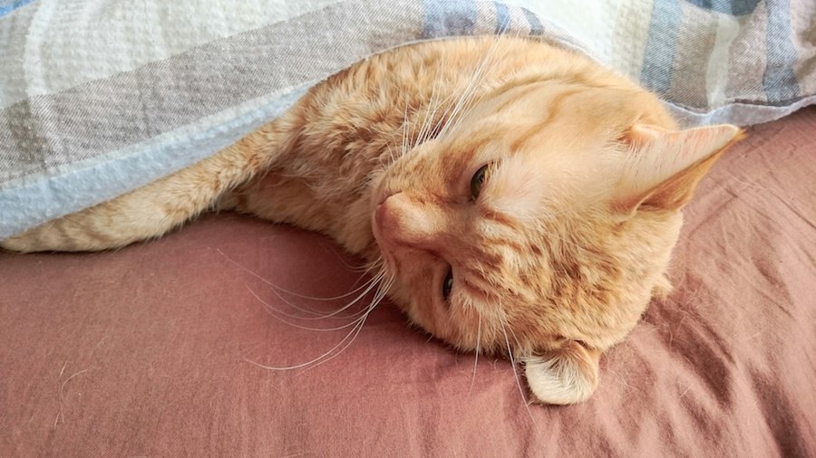 猫の具合が悪い時の７つの眠り方