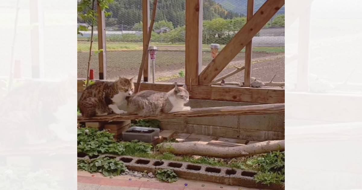 板の上で寝ている1匹の猫→後ろの子が近づいたかと思ったら…可愛すぎる『連結の瞬間』が23万再生「プラレール思い出すｗ」「幸せ空間」