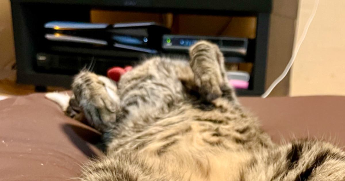クッションの上で寝ている猫→あまりにも無防備な『とんでもない寝相』にSNS爆笑「幸せな気持ちになるねｗ」「人間みたいな寝方に笑った」