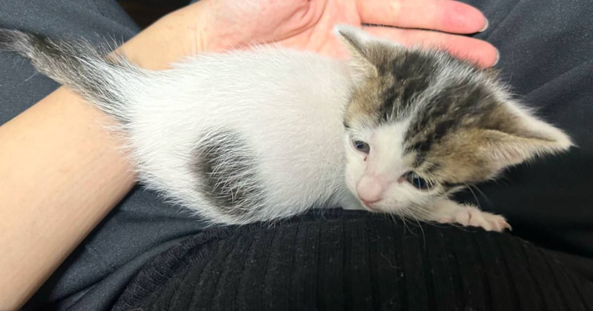 飼い主さんの膝の上で甘える赤ちゃん猫→おとなになった現在は…心温まる『尊いビフォーアフター』に1万いいね「とてもかわいい」「幸せだね」