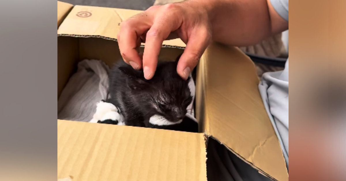 カラスに狙われていた『目がほとんど見えていない子猫』→保護して１年……涙あふれる『成長記録』に「感動した」「本当にありがとう」の声