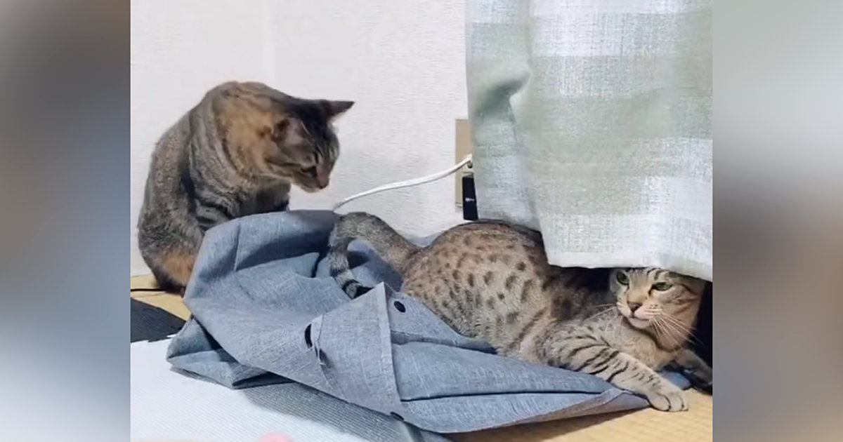 妻にかまってもらいたい夫猫→そっと触れたら、次の瞬間…『切なすぎる』やりとりが82万再生「泣き出す５秒前ｗ」「顔に笑った」