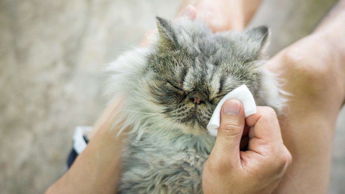 猫の目の周りが汚れる『涙やけ』をキレイにするには？試したい4つのお手入れ方法