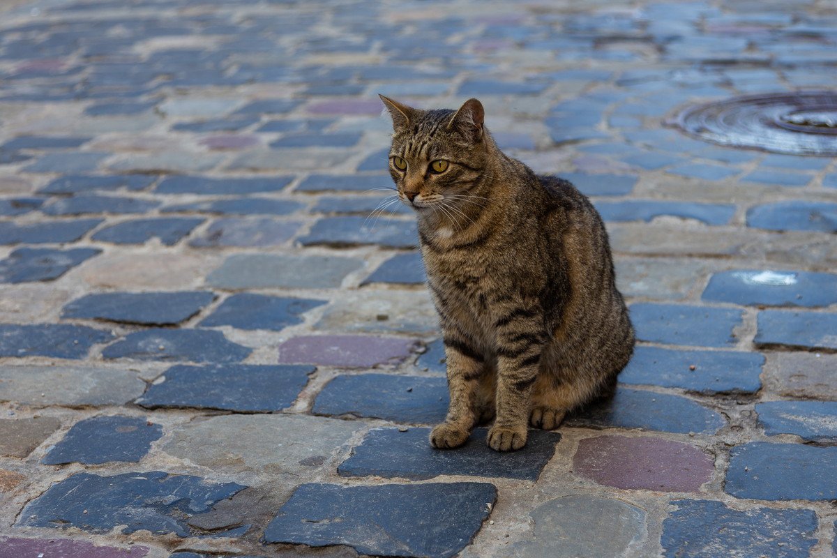 戦禍のウクライナで「名誉市長」を務める猫、人々の心を癒す　本物の市長と行事に出席することも