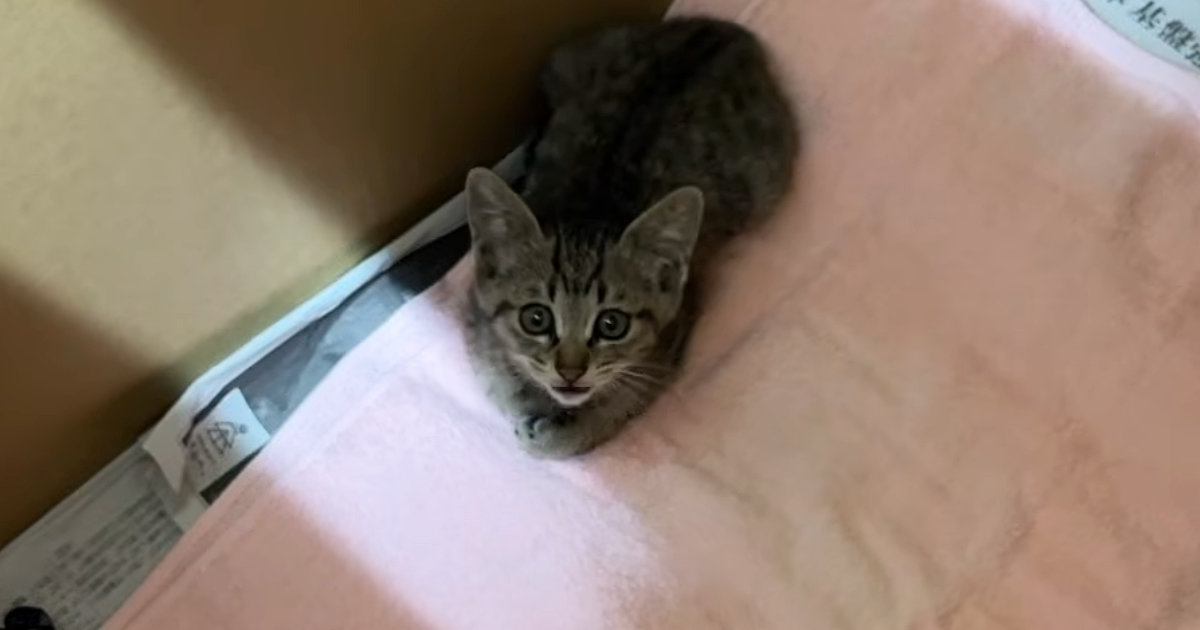 『職場の倉庫に迷い込んだ子猫』を保護→家族に迎えた結果…ほっこりする光景が97万再生「幸せになってねｗ」「優しいご夫妻に感謝」