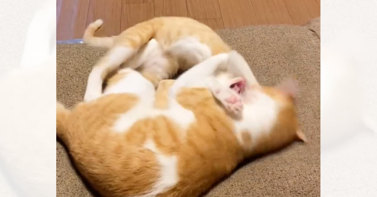 『プロレスをしている2匹の猫』を見ていたら…想像もしていなかった『笑撃のラスト』に爆笑する人が続出「期待以上のラスト」「思わず吹いた」