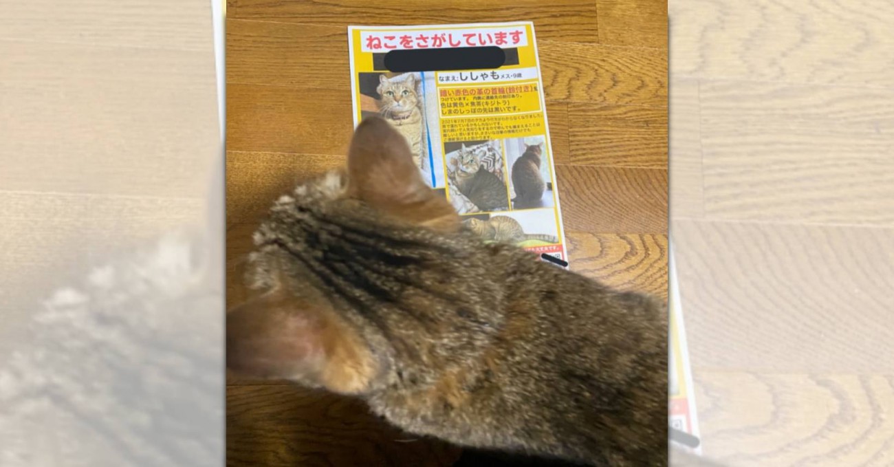 愛猫が脱走！泣きながら朝までかけてポスターを作製した結末が話題