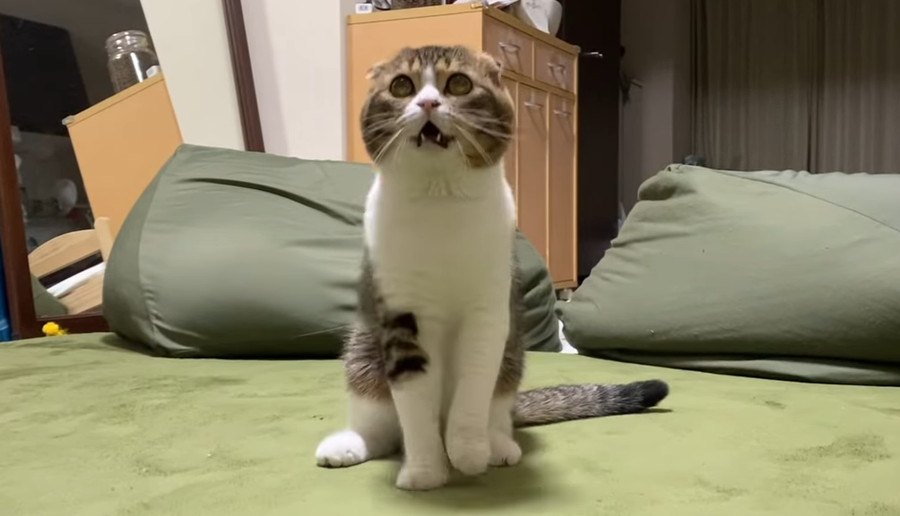 遊ぼうよ！飼い主さんにかまってほしいアピールがかわいい猫さん！