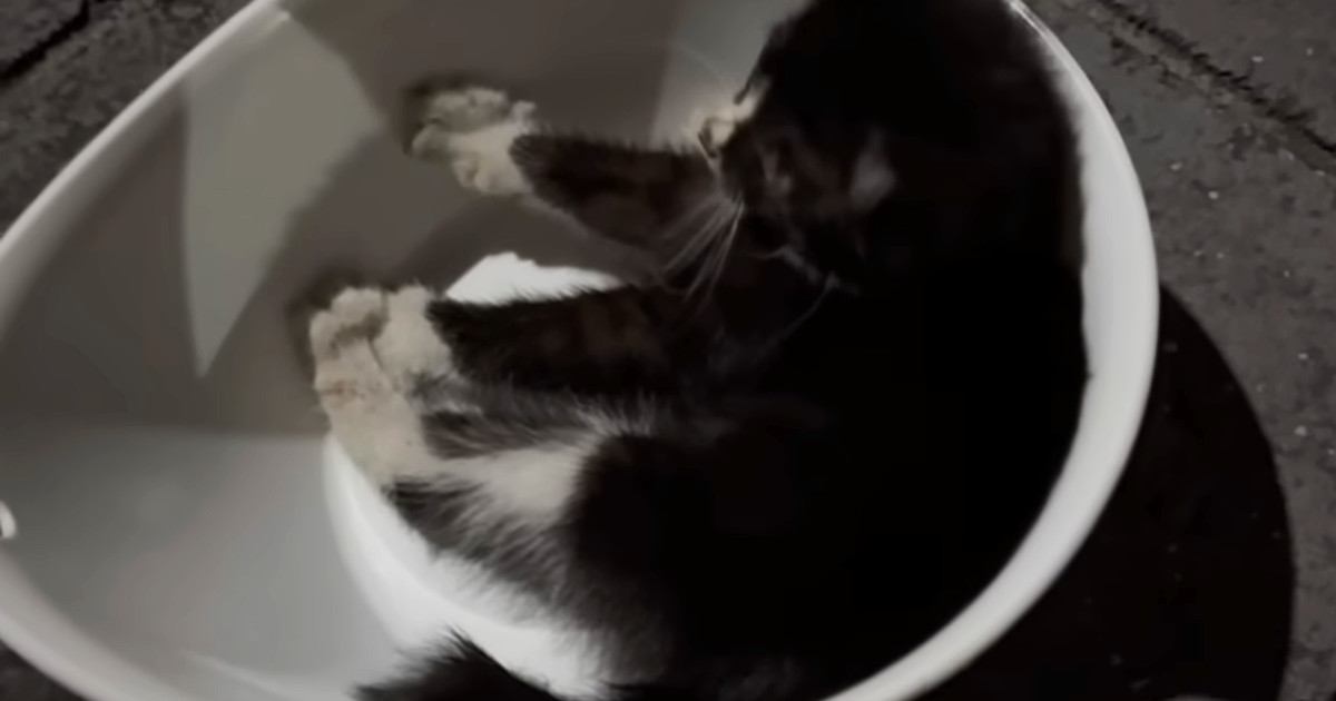 『かなり厳しい状態』家の前で倒れていた『子猫』を保護した結果……「涙なしでは見られない」「大きな愛を感じた」半年間の軌跡に感動の声