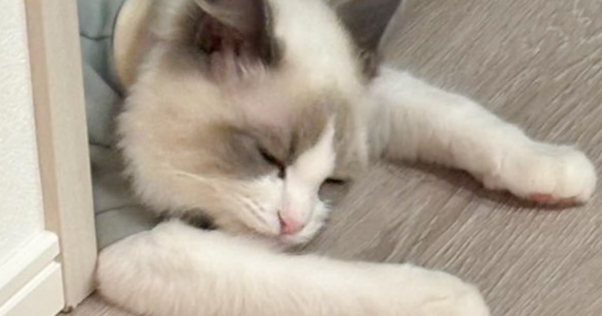 飼い主『いき倒れてる…！』廊下にいる猫を見てみると→思わず笑っちゃう瞬間が65万表示「の、呑みすぎにゃ」「しっかりしてｗ」