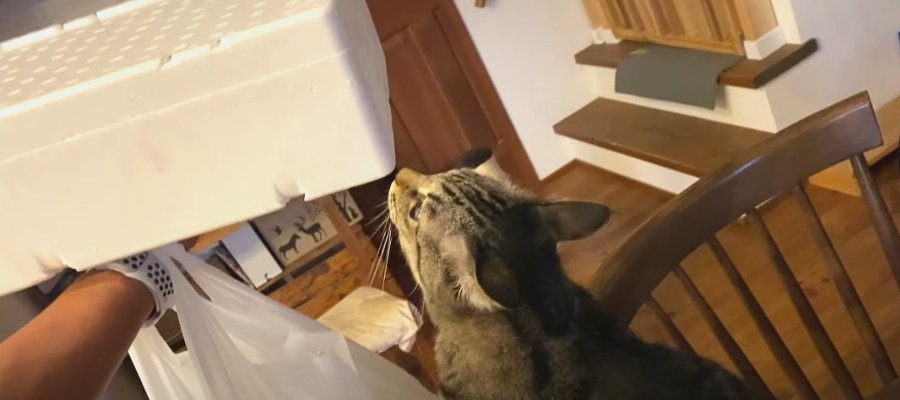 お魚ぎっしりのトロ箱にファンコールをおくる猫ちゃんたち