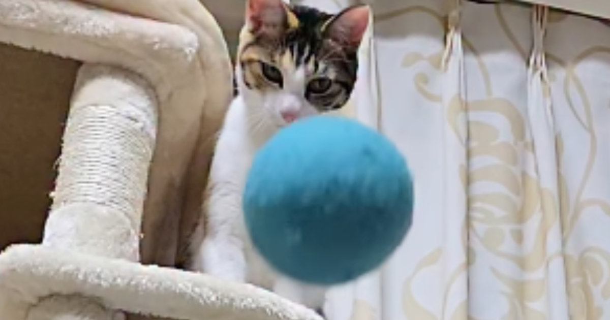 キャットタワーにいる2匹の猫→ボールを投げてみた結果…『ネコとは思えない瞬間』が3762万再生「笑っちゃいけないのに爆笑」「可愛いｗ」