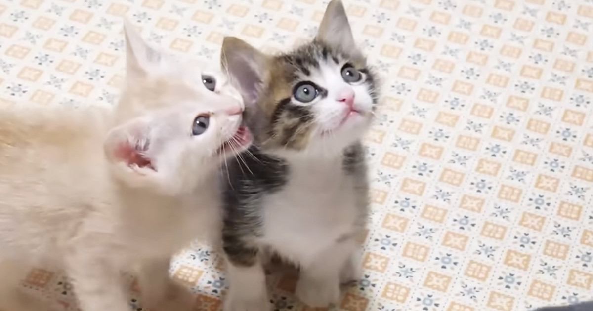 ご飯の準備に気づいた子猫たち→大きな声で鳴き始めて…悶絶必至の『全力アピール』が47万再生「カワイイの暴力」「た、たまらん」