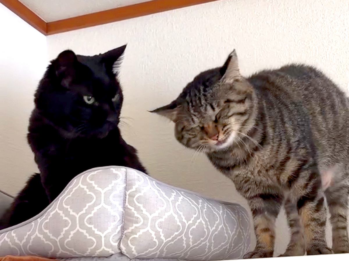 『大好きな黒猫』を呼びに来た猫→モジモジしていると思いきや…健気すぎる『まさかのアピール』が39万再生「なんていじらしい」「愛おしい」