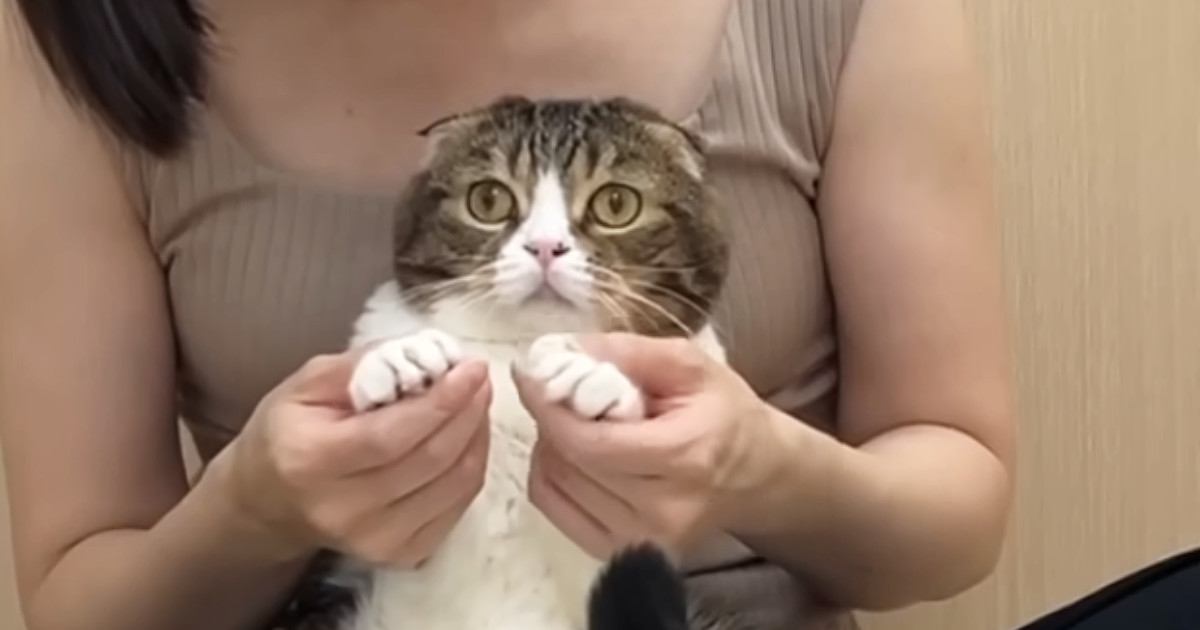 飼い主さんに甘えていた猫ちゃん→苦手な"爪切り"に連行されて…可愛くてたまらない光景が６万再生「頑張ってるのかわいい」「癒されたｗ」