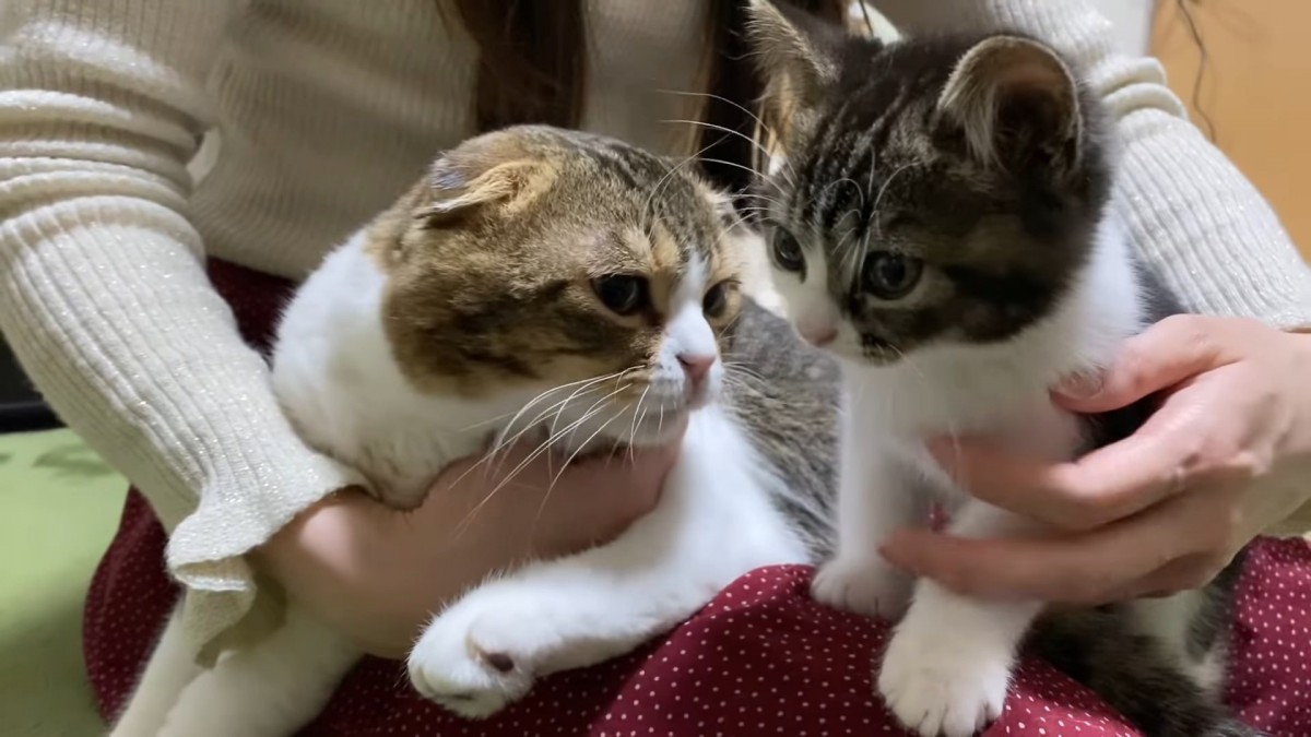 甘えん坊なパパ猫と遊びまくる子猫♡