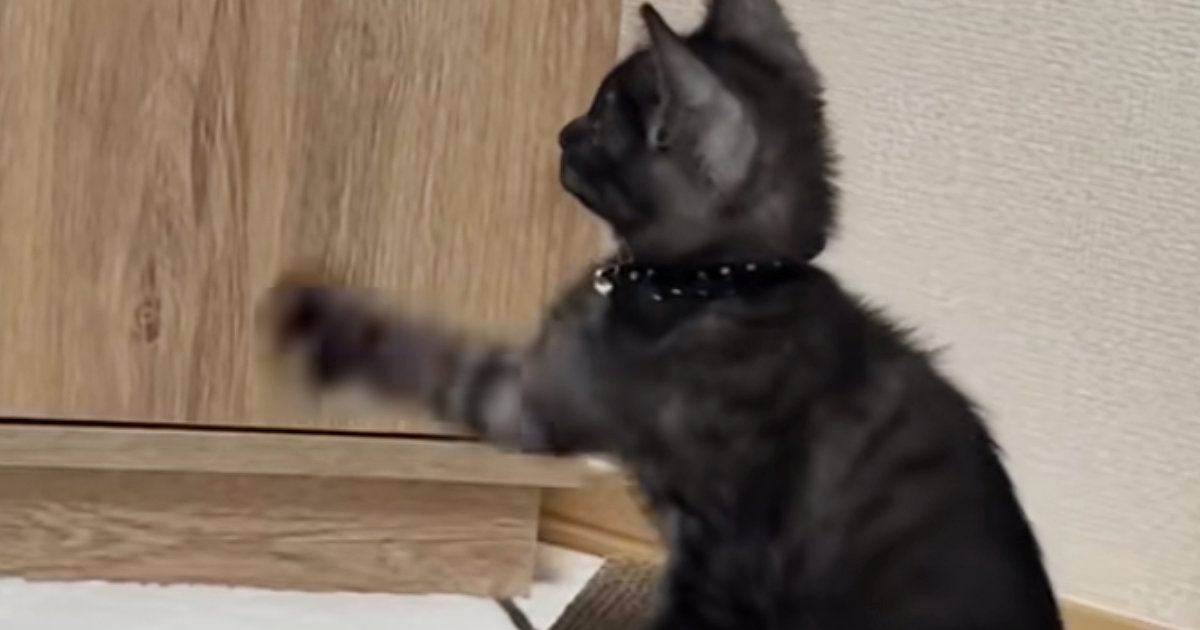 離れたところで『テレビを見ていた子猫』→動いているものが気になって…可愛すぎる行動に「爆笑したｗ」「赤ちゃんすぎるｗ」とSNSで反響