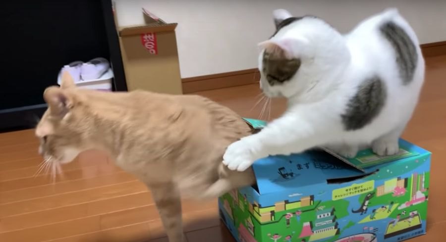 「今助けるぞ！」猫ちゃんの救出劇