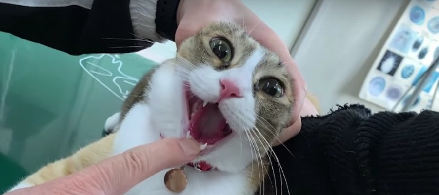 体調回復の兆し！猫ちゃんの口の中を病院で診てもらうと…