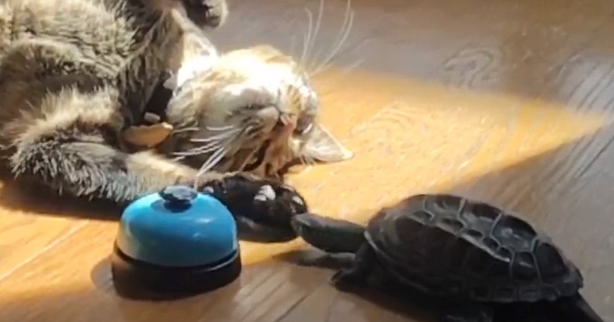 おうちの中で一緒に過ごす『猫と亀』…種族を超えた『平和なやり取り』に癒される人が続出「なんて幸せな空間」「とても尊い」と２万いいね