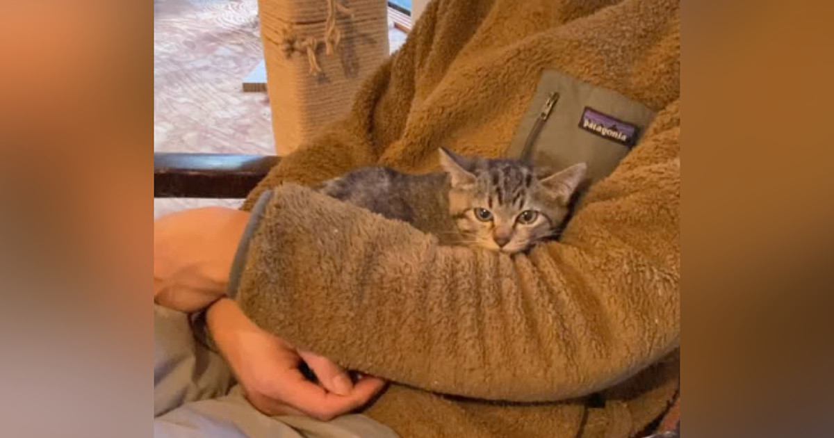 保護されて『9日目の子猫』→抱っこの練習をしていると…微笑ましい光景が14万再生「まだ納得してない顔ｗ」「ぎこちないねｗ」