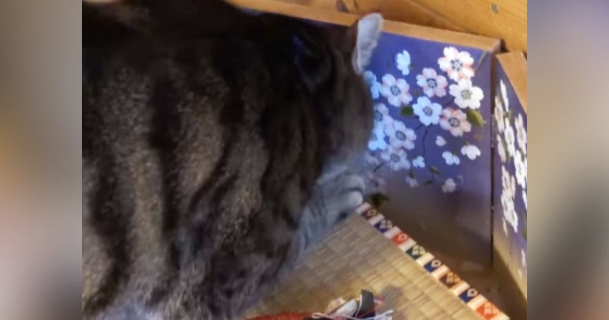 人形が飾ってある台座部分で『爪とぎ』を始めた猫…止まらない『全力アタック』に「容赦なさすぎるｗ」「わしが主役じゃｗ」と57万再生