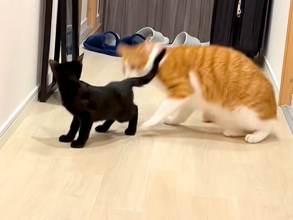 赤ちゃんネコのおしりが顔に近づいた瞬間、兄ネコがものすごいスピードで起き上がり…衝撃的な『まさかの反応』に爆笑「嗅がされてるｗｗｗ」
