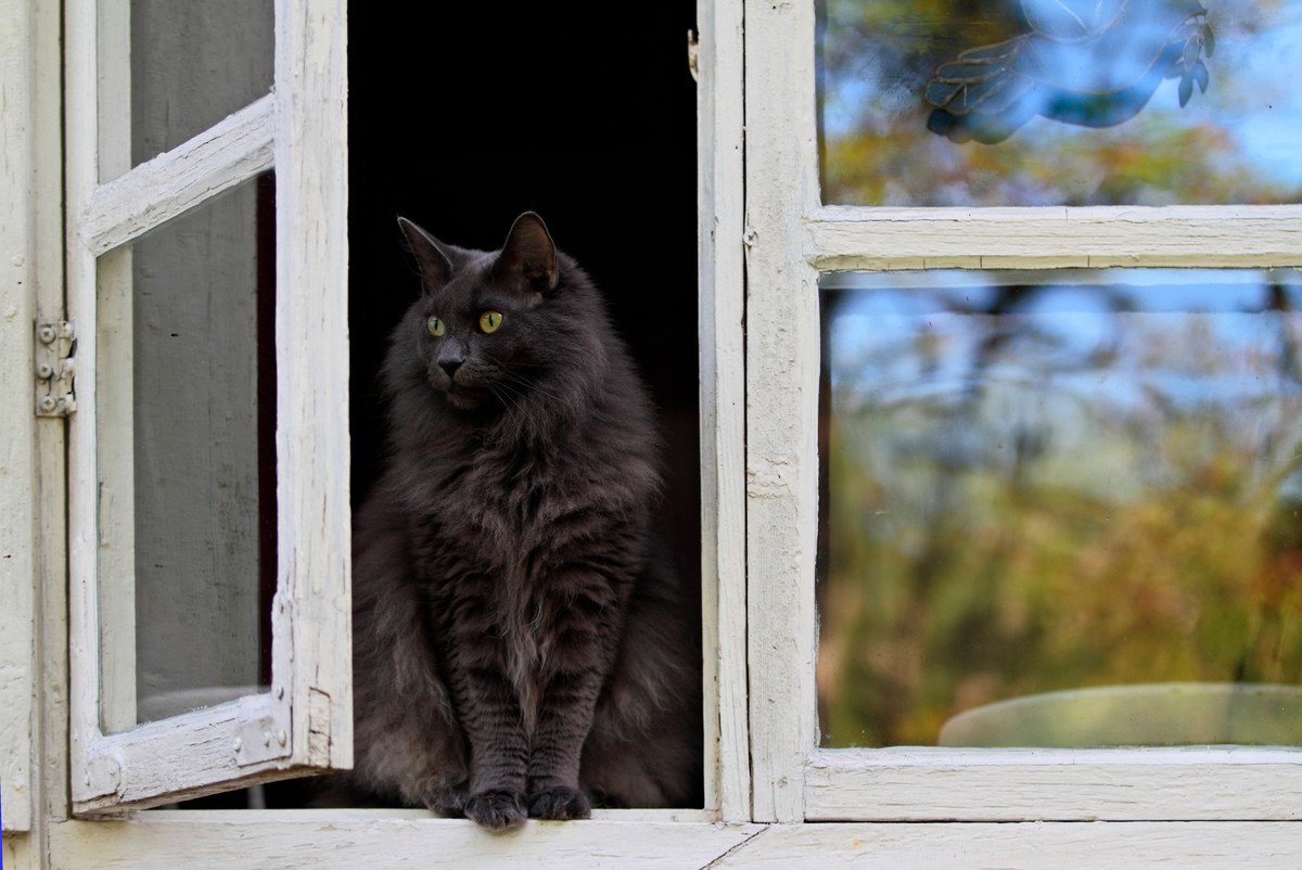 猫の『家出』につながるダメな住環境3選　ドア、窓…猫が抜け出せそうな場所はしっかり対策を