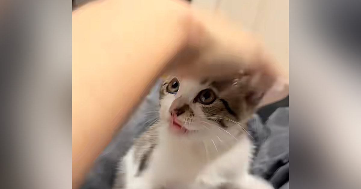 生後2か月の保護子猫の頭を撫でようとしたら…まさかの『拒否の仕方』が147万再生「笑ったらあかんｗ」「異次元の可愛さｗ」
