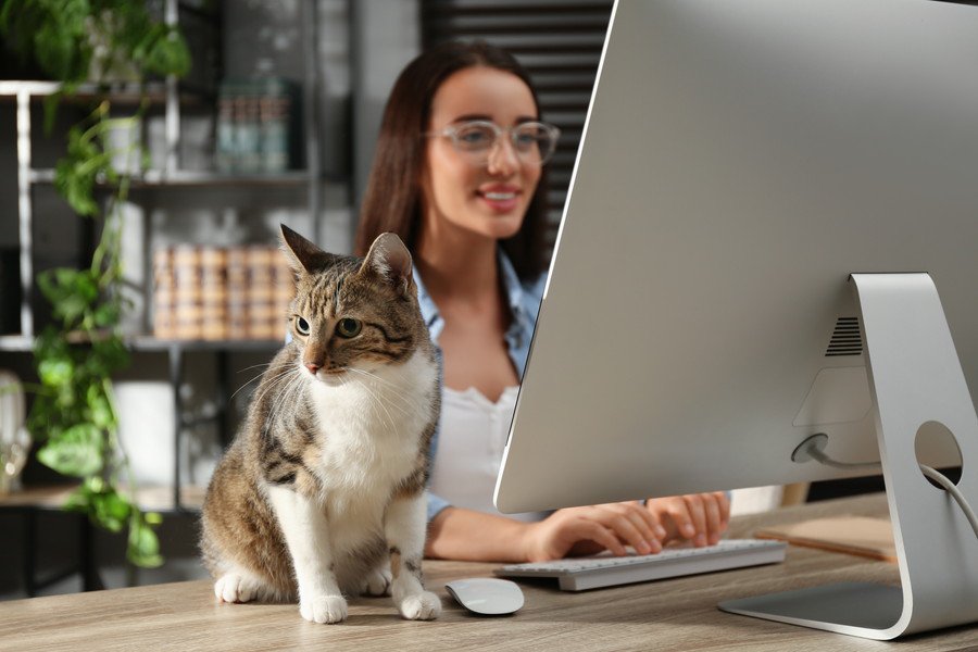 「2代目のオフィス猫」が、職場を和やかにしてくれる　オーストラリア