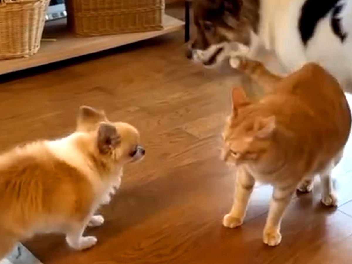 初対面のワンコが気になって仕方ない猫→猛アタックしていたら、同居犬が…まさかの『素敵すぎるやり取り』が113万再生「天才」「感動した」