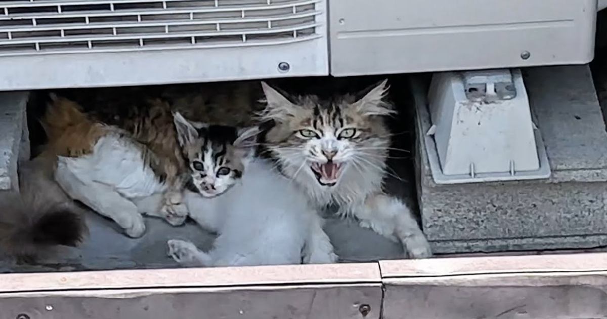気温30度超え、炎天下の駐車場で『授乳をしていた親子猫』…保護された光景に涙が止まらないと45万再生「優しい世界で泣いた」「すごく感動」