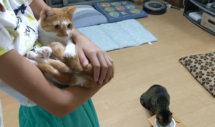 大好きなお姉ちゃんをとられた猫ちゃん、さあどうする？！