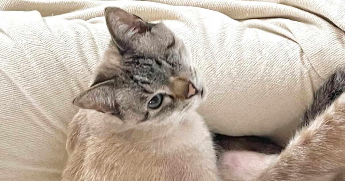 上目遣いで見つめてきた猫→足を見ると……セクシーすぎる『まさかのポーズ』がSNSで反響「めちゃくちゃ美脚ッ」「表情もかわいいｗ」