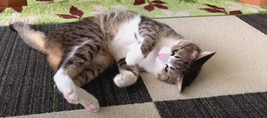 カーペットの匂いで"くねくね"！不思議な仕草を見せる兄猫ちゃんと見守る弟猫ちゃん