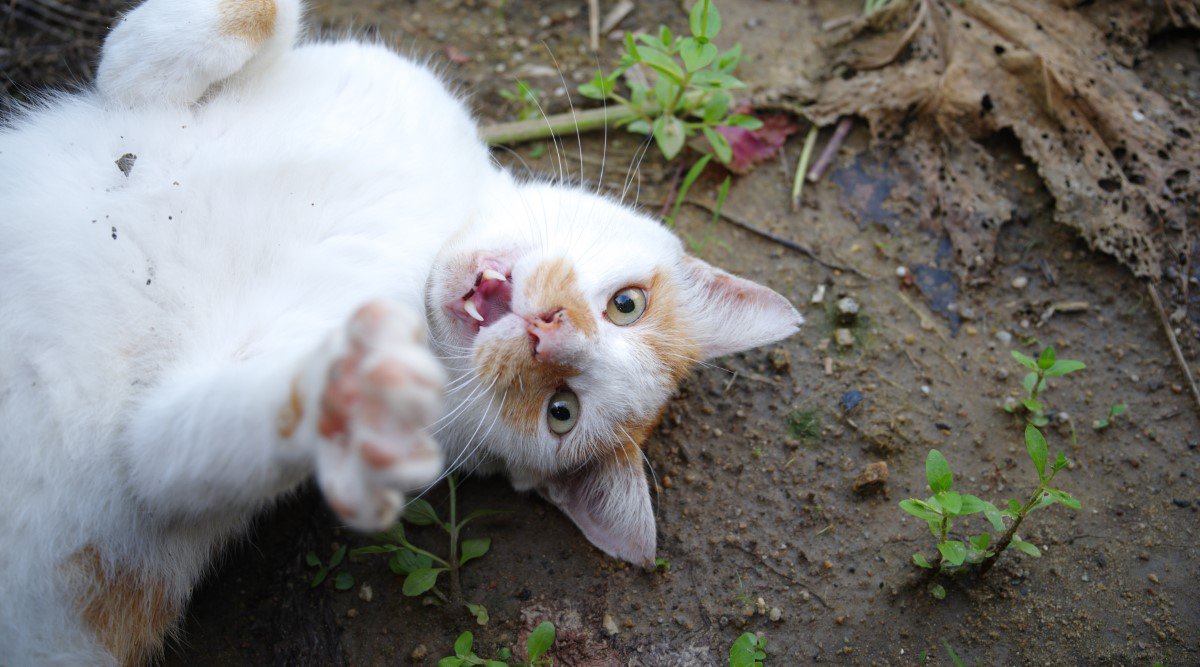 猫の飼い主が『わがままに応えすぎる』とどうなるの？３つのデメリットと適切な応え方