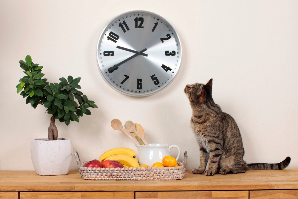 猫の『食性』に関する4つの知っておくべき話　理想の食事、温度や味の好みは？