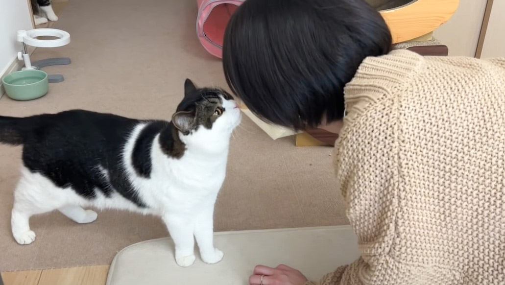 猫に『大好きな妹が家にいるドッキリ』しかけたら…"感動の再会"にほっこりすると30万再生「浮気しとったろｗ」「まさに相思相愛」