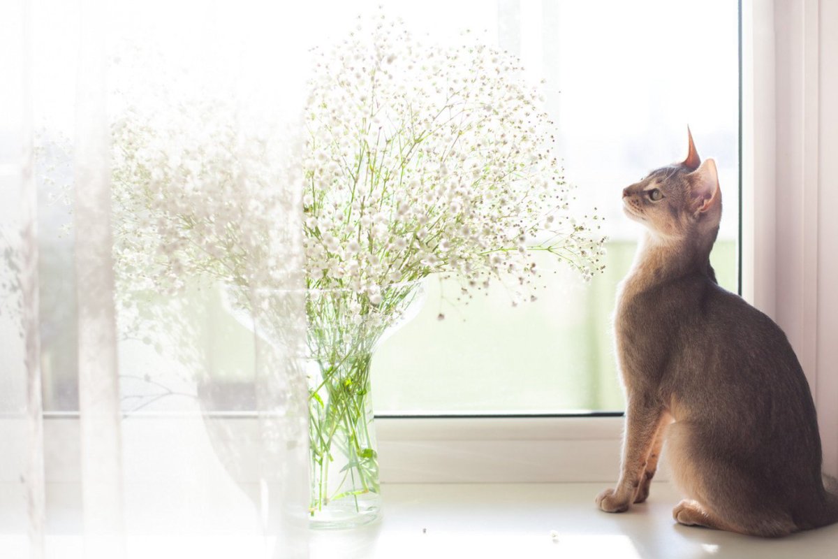 猫がかすみ草を食べちゃった！中毒症状はある？食べていい草・ダメな草の境界線【獣医師執筆】
