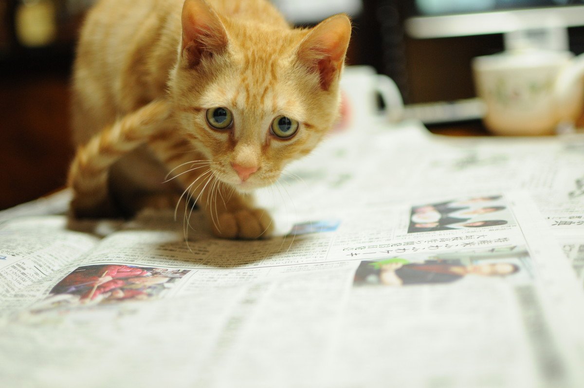 猫が『飼い主さんを邪魔する』ときの心理4選　仕事中やお料理中…やんわりやめてもらう方法は？