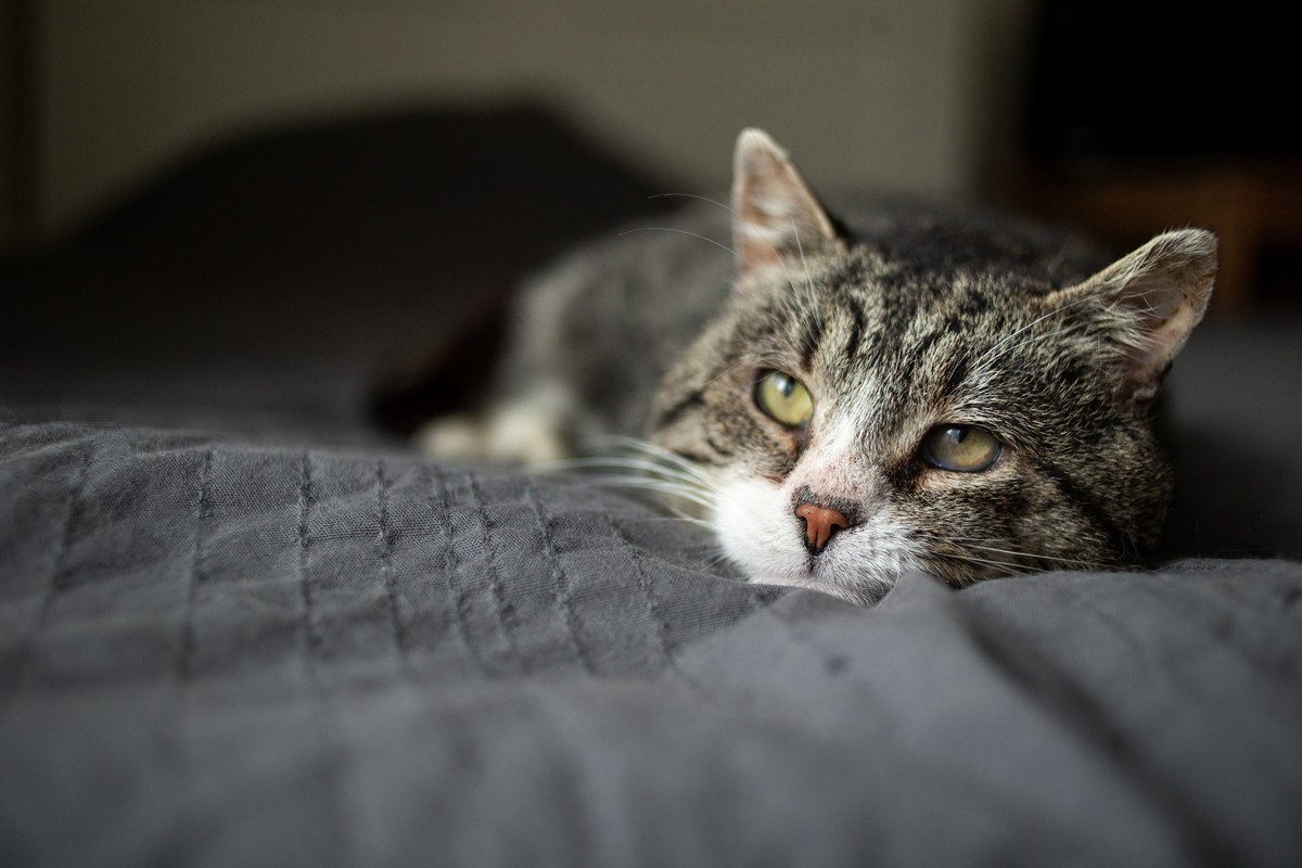 『長生きすると言われる猫種』4選　それぞれの特徴と長寿の理由をご紹介