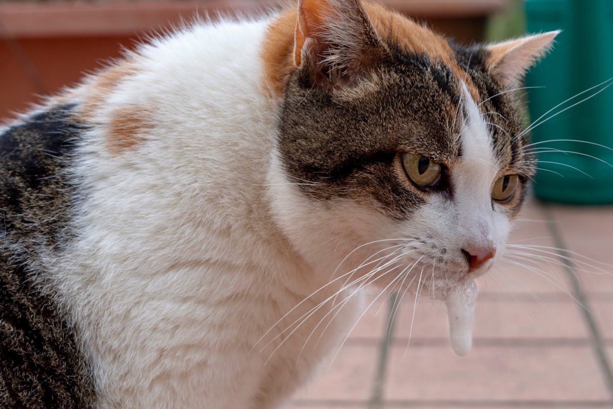 猫が『てんかん発作』を起こしたときの3つの症状　考えられる原因や対処法も