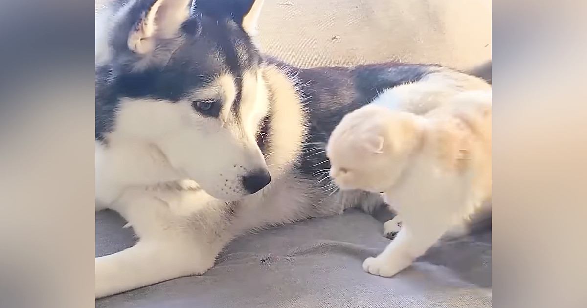 『犬に育てられた猫』→犬が毛づくろいをしていると…『尊すぎる光景』が4100万再生「なんて平和なんだ」「あまりにも癒されて涙が出た」