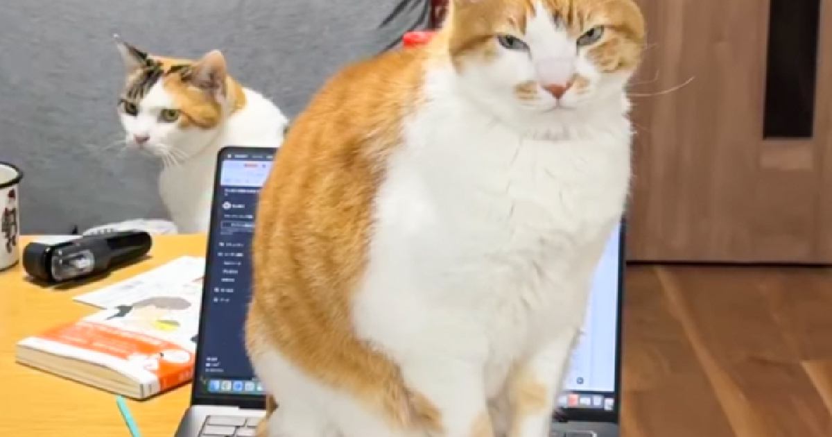 キーボードの上に座っている猫→『入力されている文字』を見ていたら…まさかの『結末』が181万再生「最後に大爆笑ｗ」「凄まじい中毒性」
