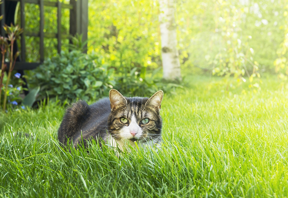 猫に忌避剤を使う効果とその他の猫よけ対策