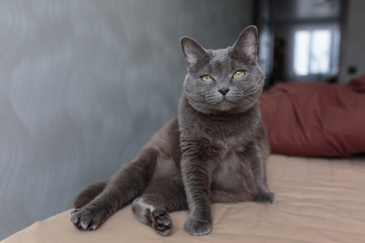 猫の『座り方』に異変を感じたときに疑われる病気5選　痛みを抱えているの？取るべき対処法まで