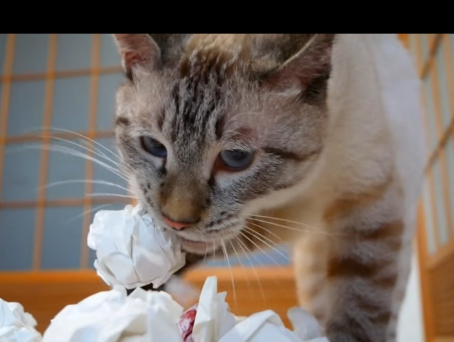 猫ちゃんの大好きなものを100個プレゼント