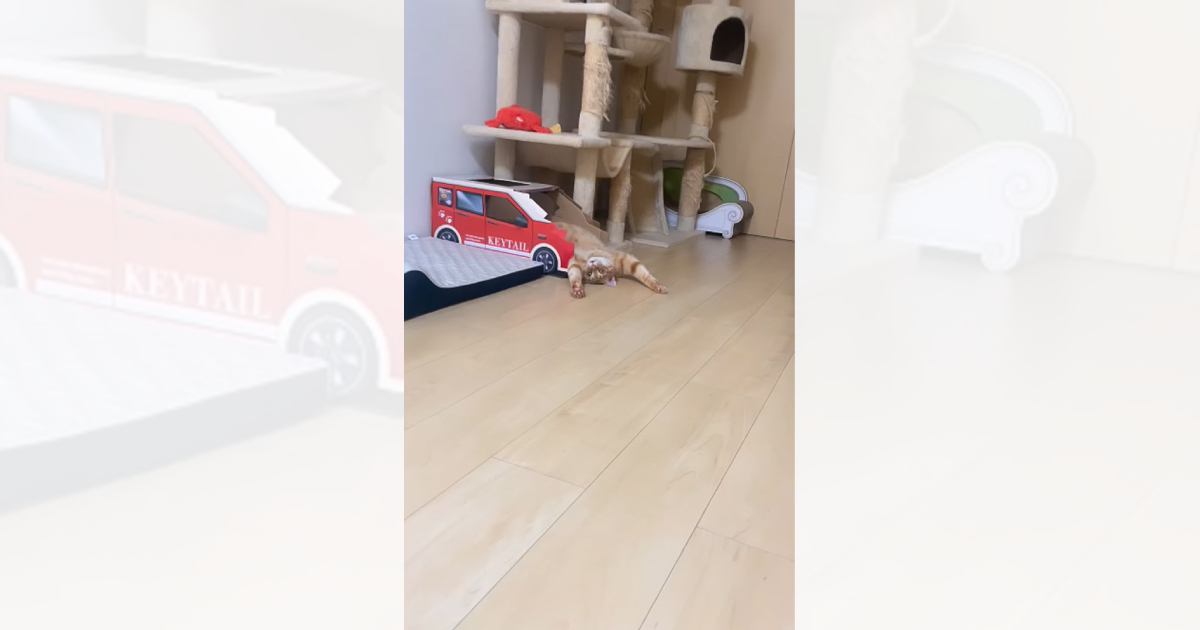 車型のボックスに入っていた猫→『とんでもない格好』で……まるで事故現場のような光景に「だ、誰か救急車ｗ」「可愛すぎるｗ」の声