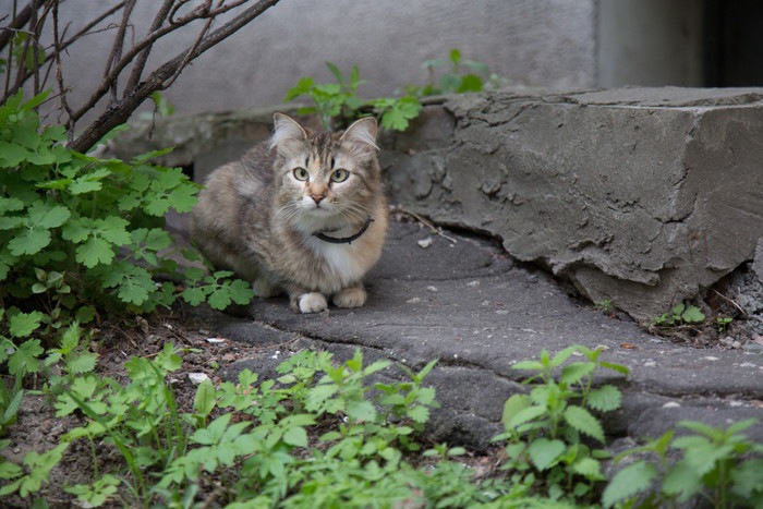 猫が斜視になる4つの原因